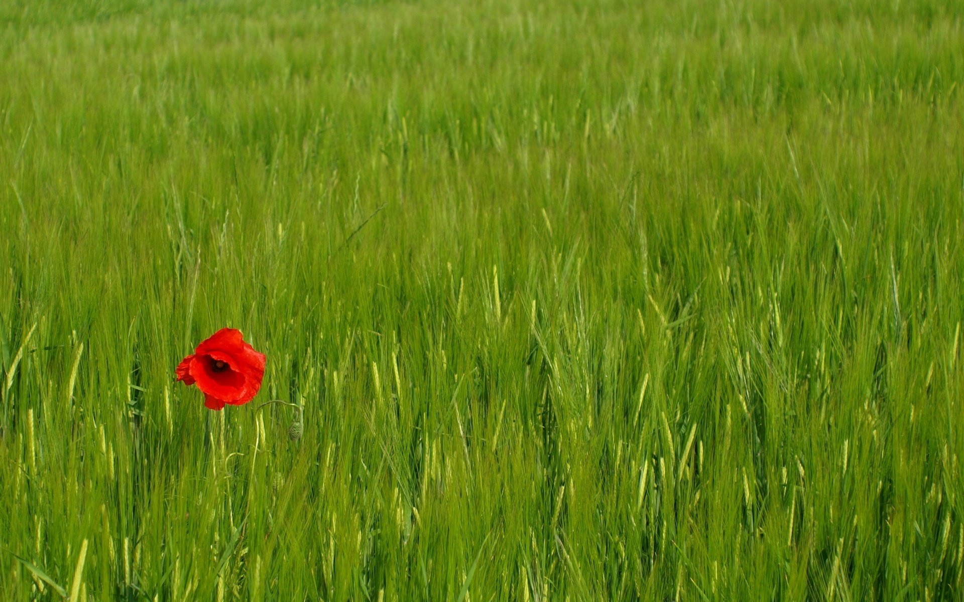 einsame blume blumen feld grünes gras grün