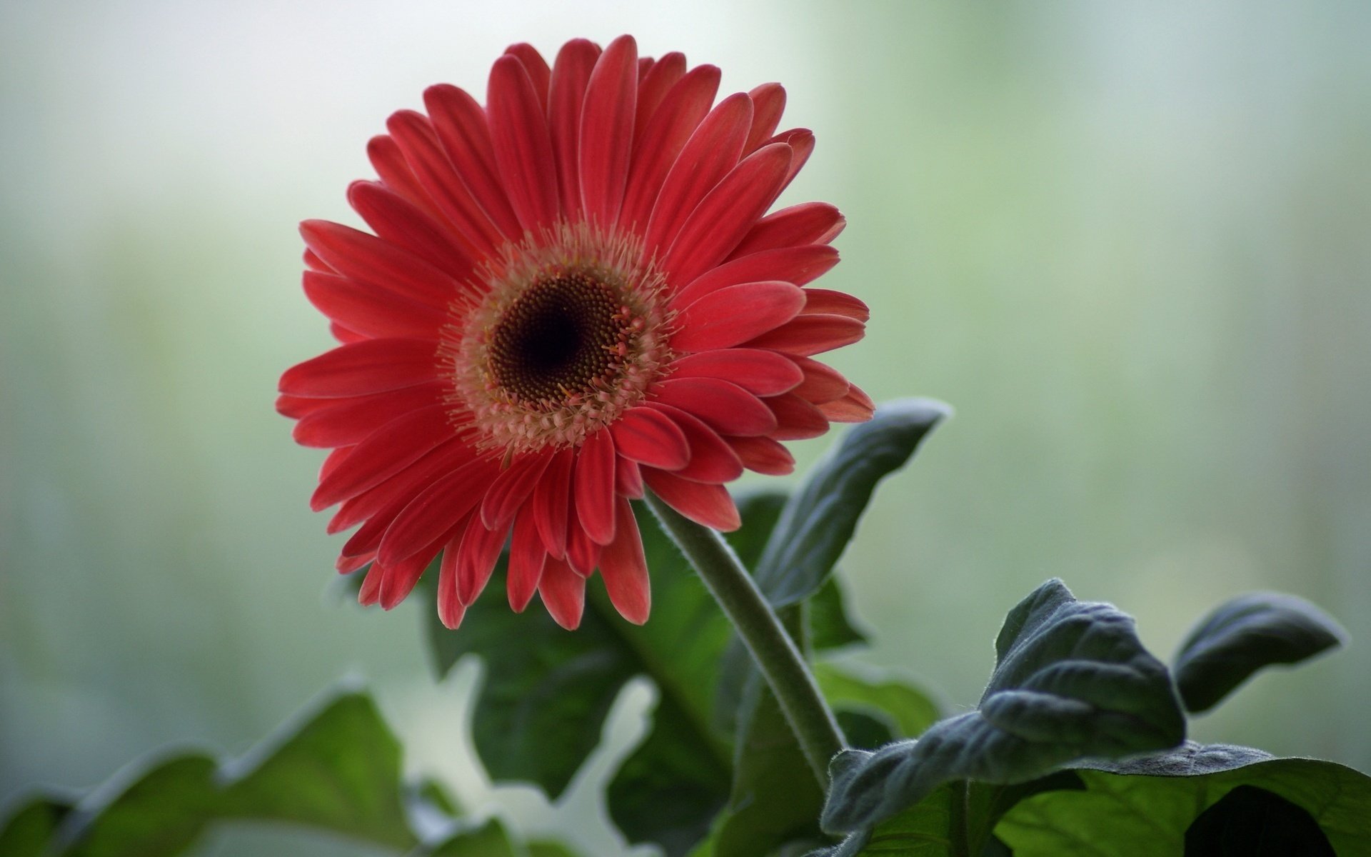 eine art von narzisse bardenfarbe blumen blätter makro