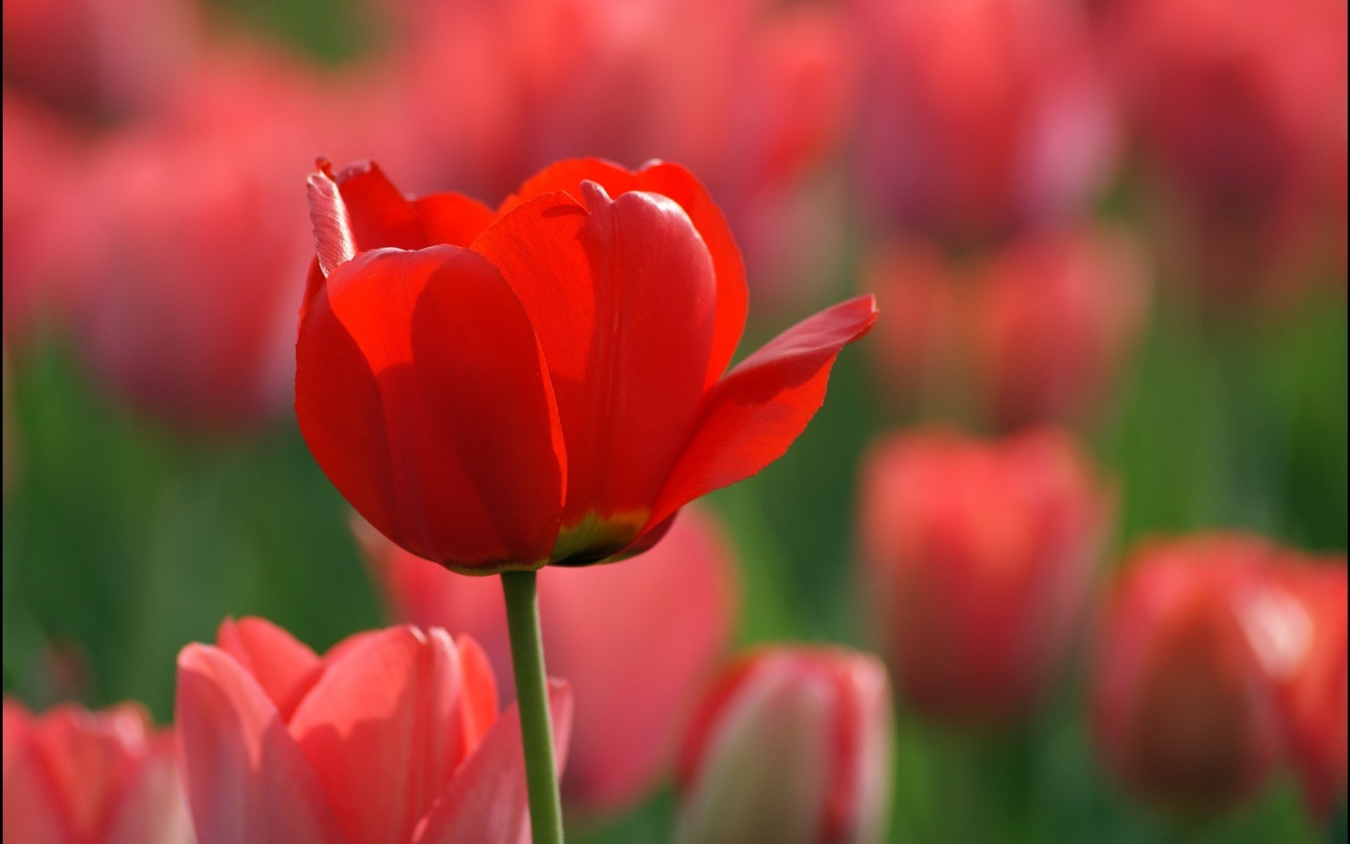 fleurs champ printemps tulipes rouges gros plan nature