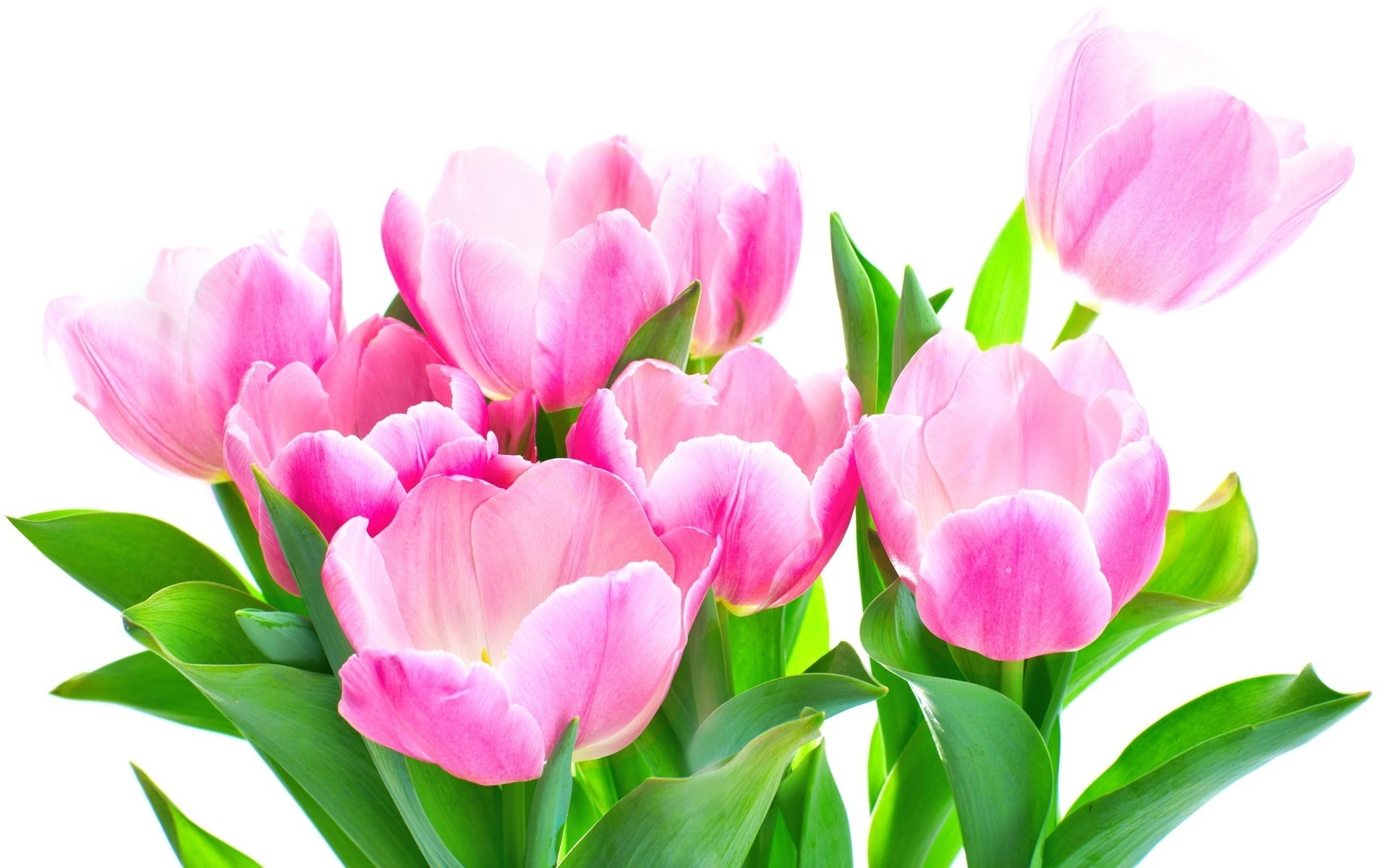 pale pink flowers spring flowers tulips bouquet