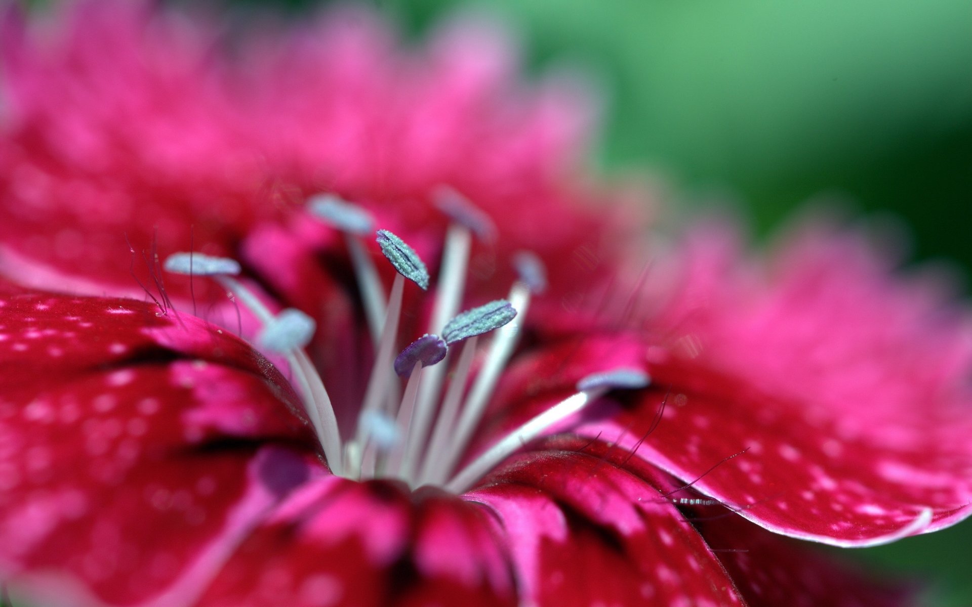 pistils blancs feuille tachetée fleurs beauté gros plan