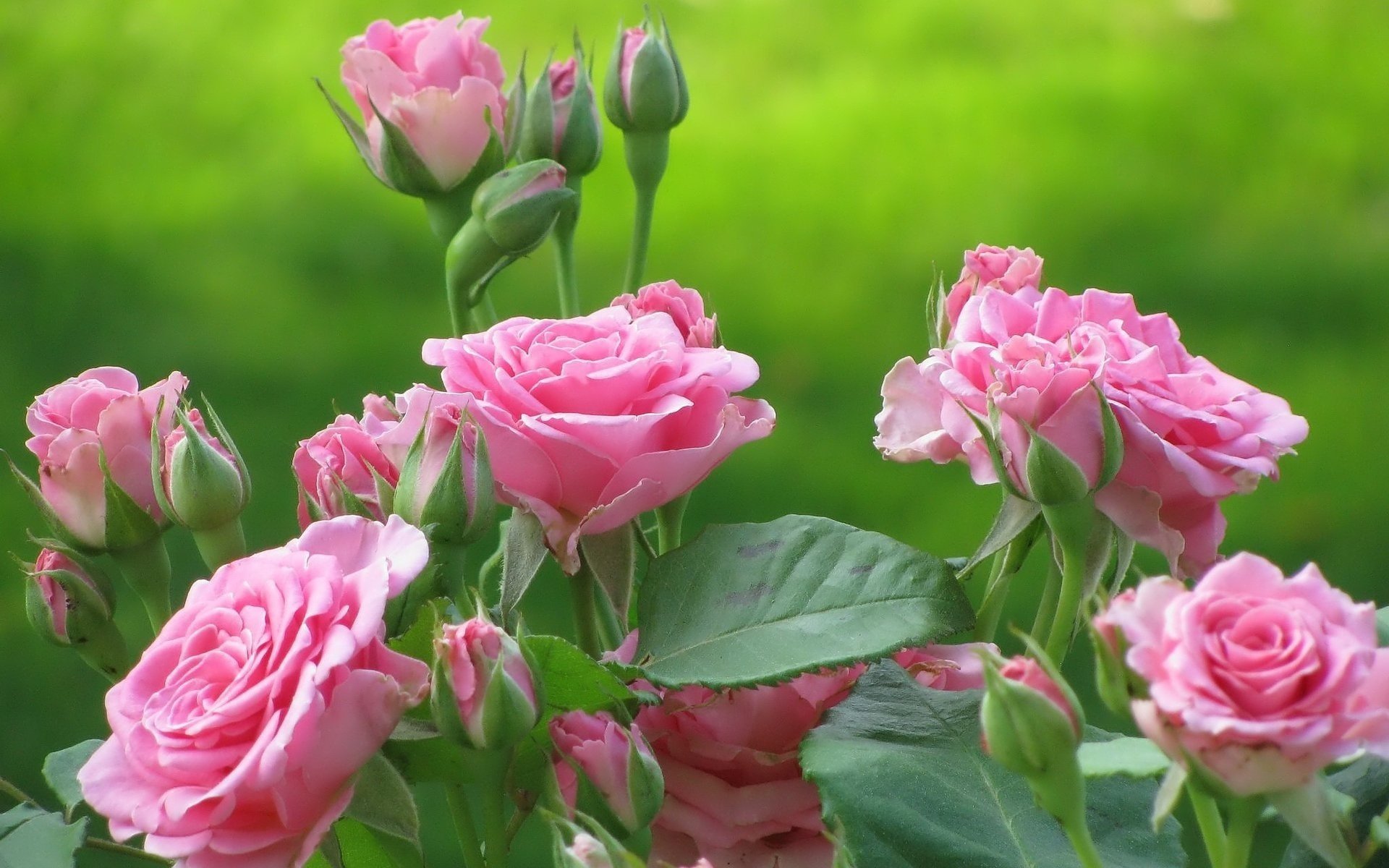 flowers light pink tea rose buds roses nature green