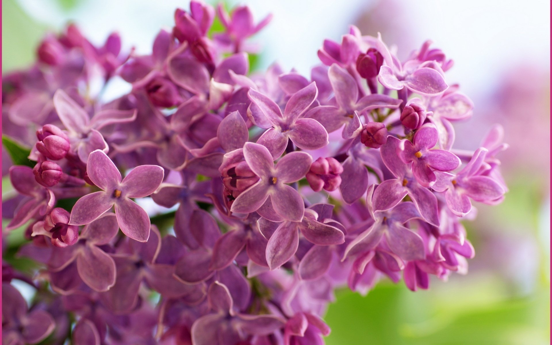 boccioli aperti fiori piccoli fiori lillà