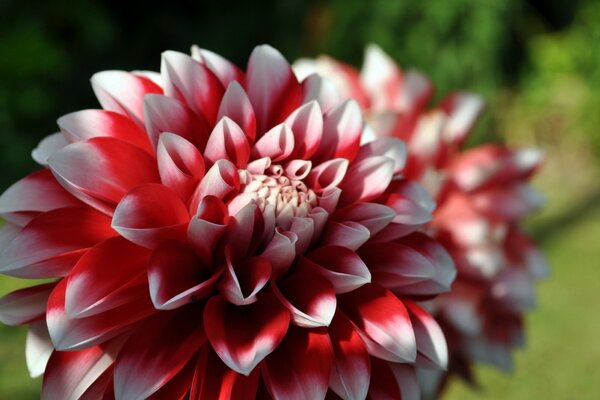 Rote Chrysantheme mit weißen Rändern Nahaufnahmen