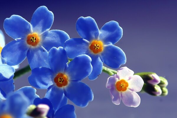 Flores azules contra el cielo