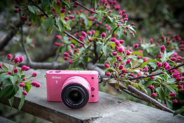Pink camera on the background of a flowering bush