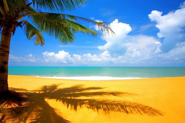 Costa de arena del océano con palmeras