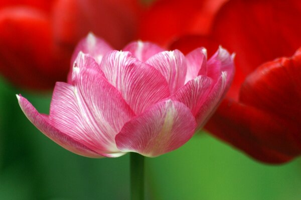 Makro zdjęcie różowego tulipana na czerwonym tle