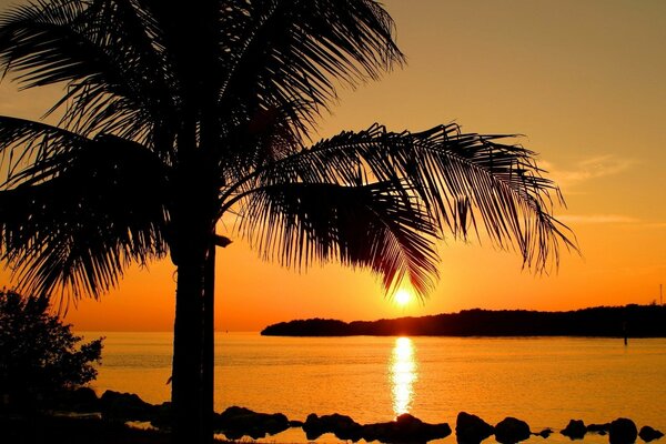 Puesta de sol en un complejo con una exuberante palmera