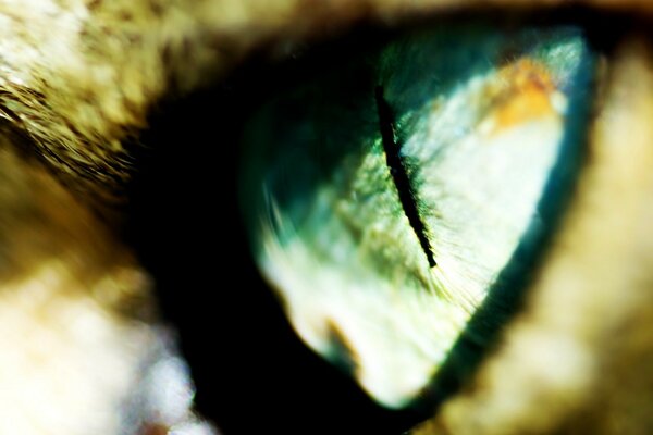 Oeil de chat vert avec pupille