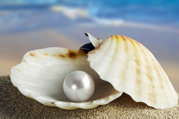 Macro shooting of a shell with a pearl