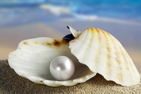 Riprese macro di conchiglie con perla