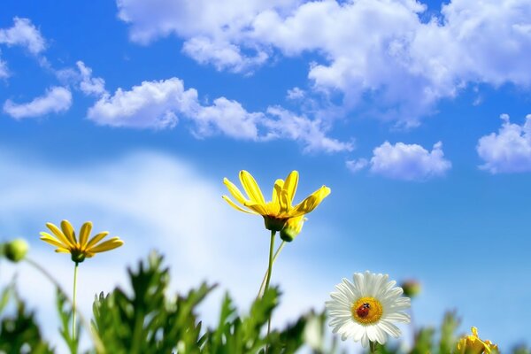 White daisies with ladybug