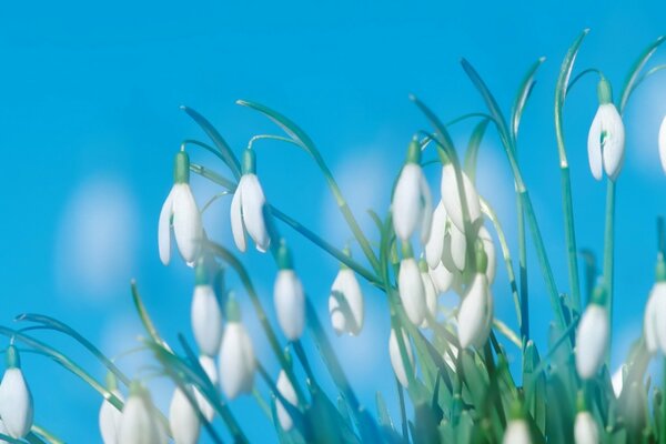 Beaucoup de perce-neige sur fond bleu