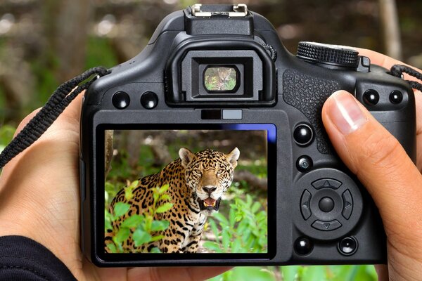 In the hands of a camera in which a picture of a tiger