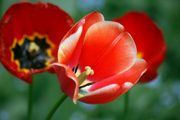 Open buds of red tulips on a green background