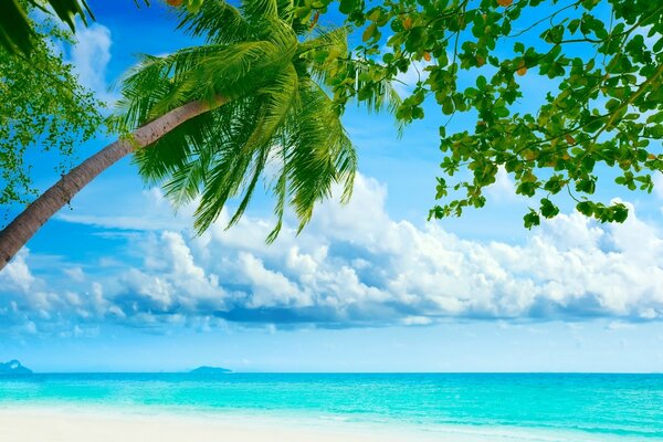 Green palm trees on the shore of the azure ocean