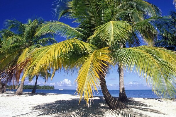 An island with an ocean and palm trees on a wild shore