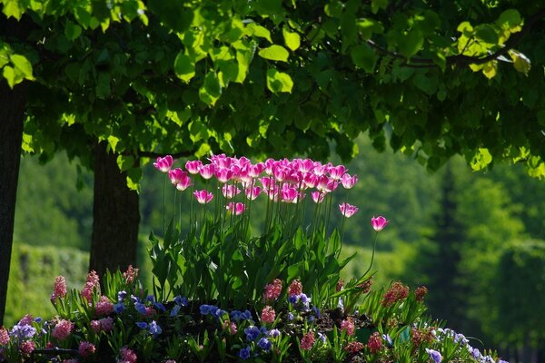 Blumenbeet unter grünen Ästen