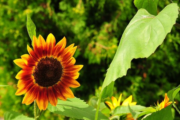 Macro image of a sunflower and a green leaf