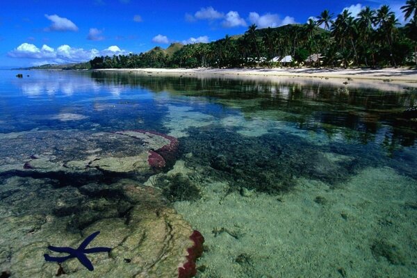 Blue starfish in clear sea water