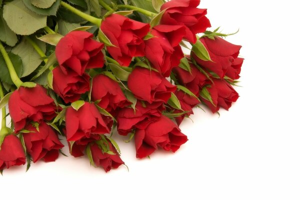 Mazzo di rose rosse su sfondo bianco