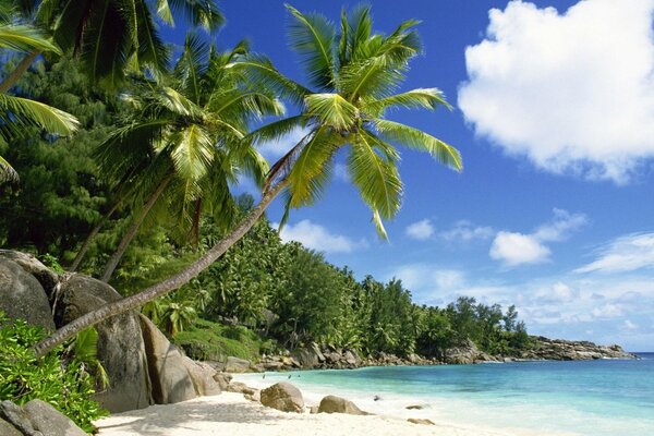 Paradise beach -blue water and palm trees