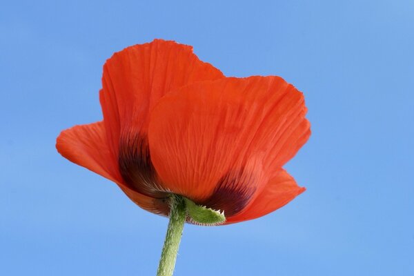 Coquelicot écarlate sur fond bleu