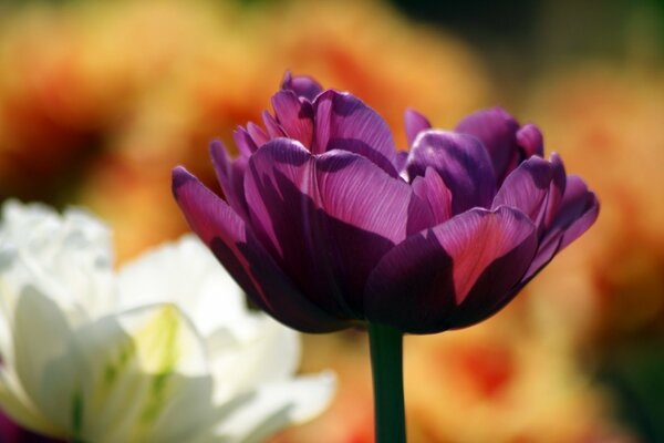 Flowers are a delicate creature, purple beauty