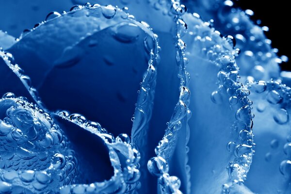 Macro photo where a blue rose is depicted, the petals of which are in water droplets