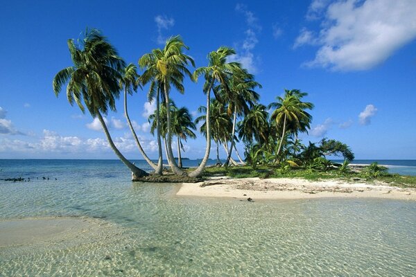 A sandy island with palm trees in the middle of a clear, clear sea