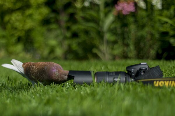 A pigeon examines a camera on the grass