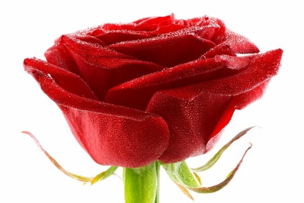 A bud of a blooming red rose with water droplets