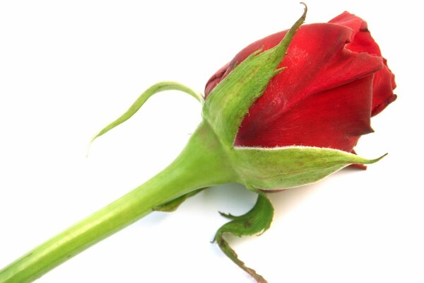 Бутон красной розы, нежный цветок