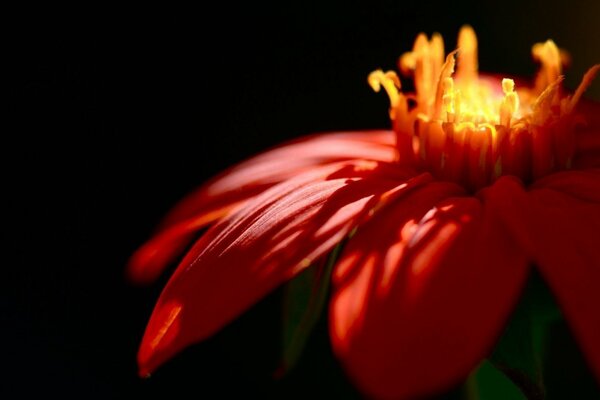 Feurige Blume, schöne Makroaufnahme