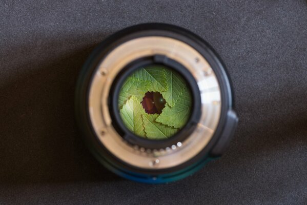 A lens in the middle of which leaves are visible