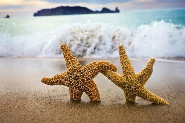 Couple d étoiles de mer et vagues de surf
