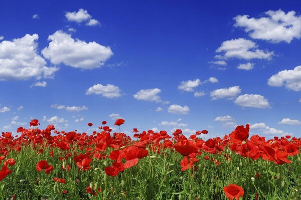 Champ de coquelicots sous un beau ciel