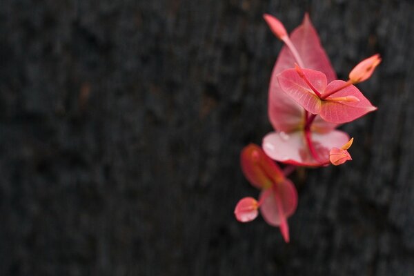 Photo de pousse rouge sur fond sombre