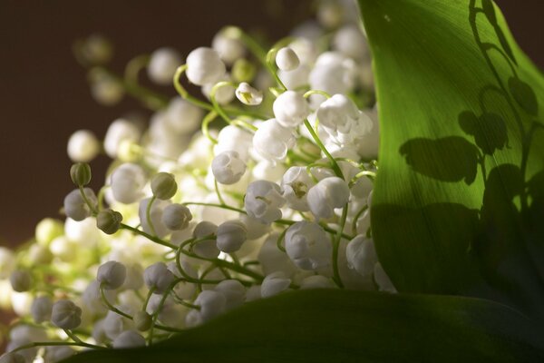 The beauty of nature- beautiful lilies of the valley