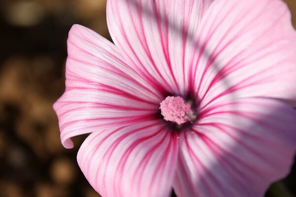 Charming pink flower close-up