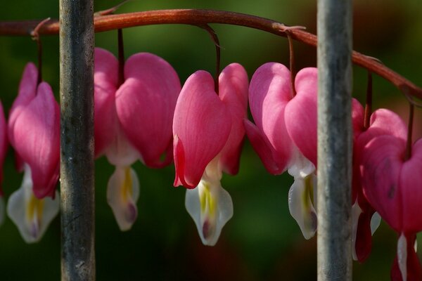 Pequeños corazones de flores encantadoras