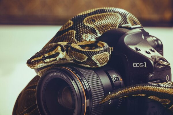 Potężny obiektyw aparatu z wężowym etui do