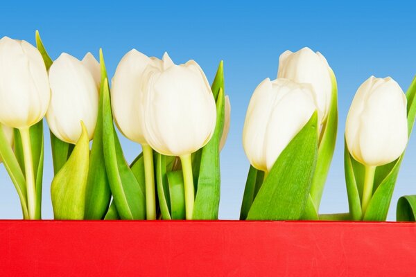 Белые тюльпаны как символ чистоты и нежности
