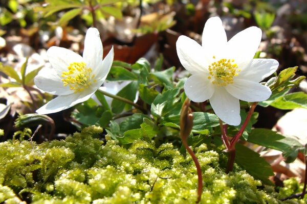 Micro photography, spring, gentle rays of the sun on snow-white flowers