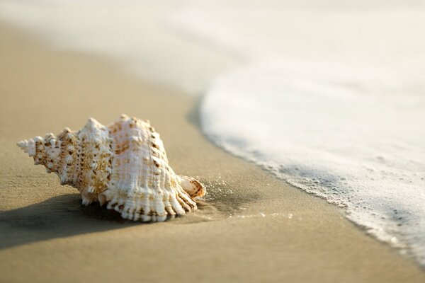 Ракушка на песке возле морской волны