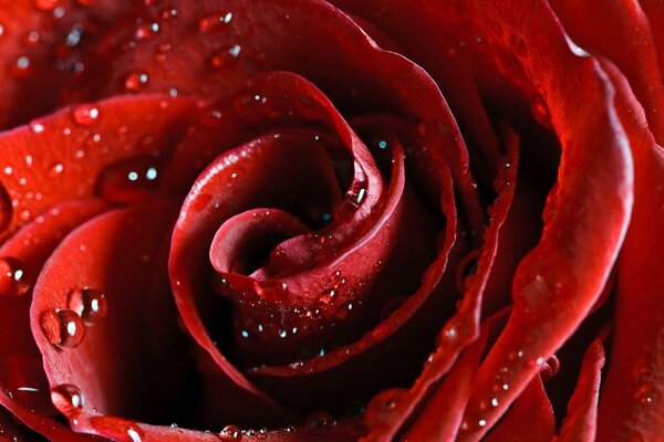 Бутон бархатной бордовой розы с каплями воды