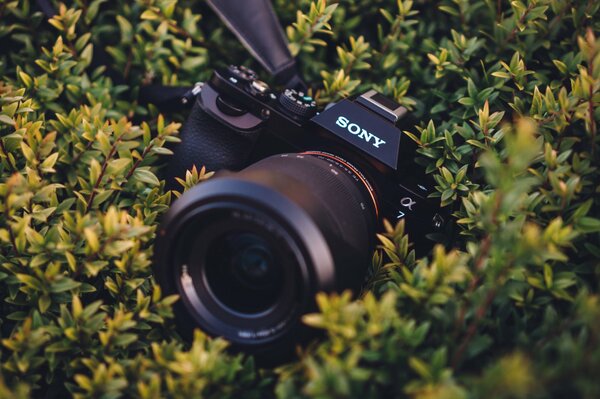 Sony s camera drowned in the grass