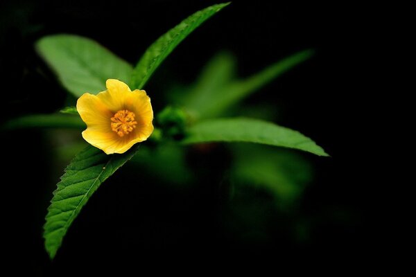 Flor pequeña, macro, flor increíble