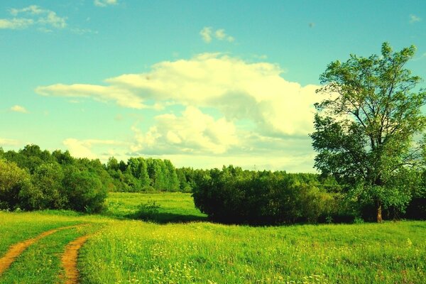 Un sendero que se adentra en el horizonte en medio de una vegetación infinita